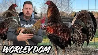 WORLEY DOM - Feeding Time Shape Outdoor Chicken Coop Big Farm USA