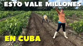 Así cosechamos el ajo en Cuba 🇨🇺 Esto vale una fortuna