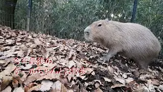 【ショート動画】 今年最後のデールちゃんとお散歩　[Short video] My last walk with my capybara Dale this year