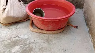 Indian Red Snake | Flood Se Pakistan Agaye | Snake Rescue Video | @jaggajogiofficial 
