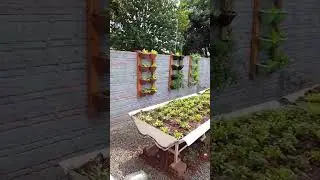 aprenda como fazer uma horta no quintal.