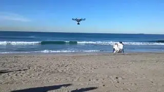 A Drone films King Nick