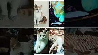 😆Sultan sudhar gya 😜 #short #explore #ai video #cat