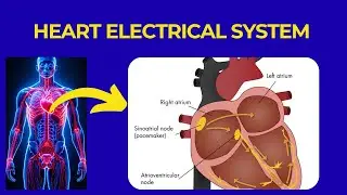 Heart Electrical system