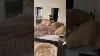 Zoom zoom epic zoomies 😄 #goldenretrievers #zoomies