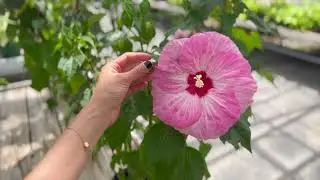 A J Rahn Greenhouses, Cincinnati, OH