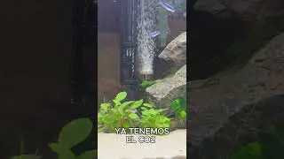 &iexcl;Mejora el crecimiento de tus plantas con el CO2! 🌱