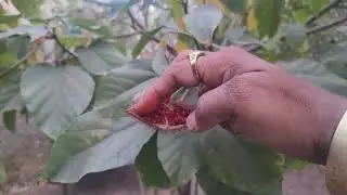 Amazing Sindoor Tree