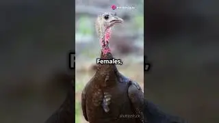 Fun facts about turkey