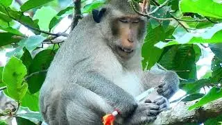 Sleeping while take medicine Monkey Doctor