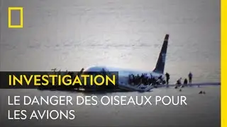 Les oiseaux, dangereux ennemis des aéroports