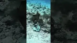#reactions #unexpected #moments #defense #ocean #protection #protectionshield #disguise Подпишись ПЖ