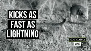 Deadly Snake Escape: Kangaroo 'Ninja' Rats kick as fast as lightning | World Snake Day