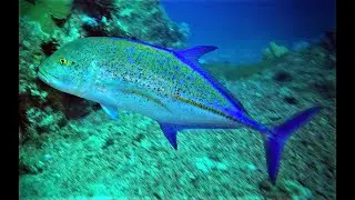 Diving Safari with Kingfish and a lurking silvertip shark