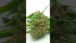 Marijuana drying timelapse