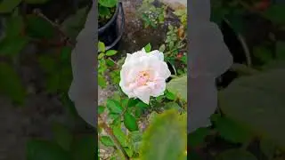 Flowers, the most beautiful gift of nature 💗#shortsvideo #shortsviral #flowers #followers