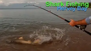 Land Based Shark Fishing Hervey Bay