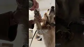 The best lazy dog parent hack 🙌 #dogs #dogmom #dogparents #dogmeme #dogcare #lazy #lifehacks #shorts
