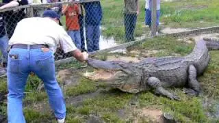 Alligators at Gator World, Beaumont Texas