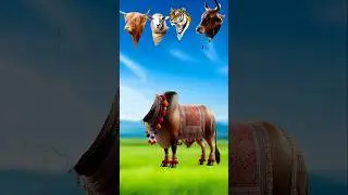 Bull 🐂 with 4 Animal Heads&ndash;Unbelievable VFX Transformation!