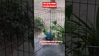 Thunder storm now SEVERE WEATHER Florida afternoon torrential lightning thunder storm! TAKE SHELTER