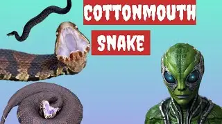Cottonmouth Snake | one of the most dangerous snake of pit viper family. #cottonmouth #snake #vanom.