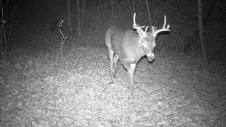 Wisconsin Trail Cam Footage (pt.15) lots of does