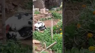 Reproduccion patos mudos, amor lucha y sudor