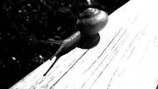 Snail in High-Contrast Monochrome