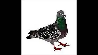 PIGEON PHONK - Demo (full version coming soon)