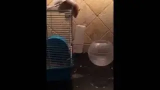 Hamster escape artist