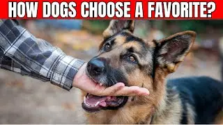 How Dogs CHOOSE Their Favorite Person
