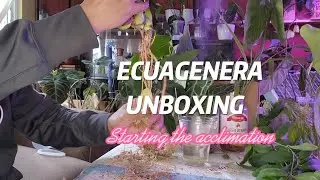Ecuagenera Unboxing and starting the acclimation process.