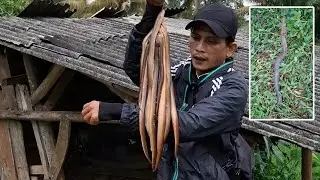 Big eel harvest, snake jackpot in catfish pond