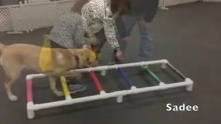 Puppy Manners Class Graduation Video December 2016