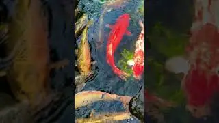 Fish Koi Japan🇯🇵 #fishkoi #dulichkhampha #dulichcungwow #wowtourist