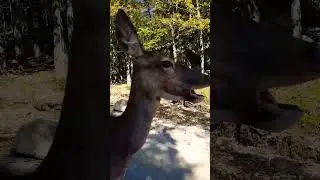 ASMR DEER EATING CARROT #shorts #deer #wildlife #trending #asmr