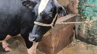 Slow motion video veiw in home  redmi 14 pro 