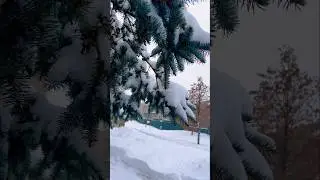 Nov,24, 2024| snow storm | Saskatoon