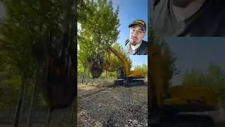 Пересадка дерева #шорты