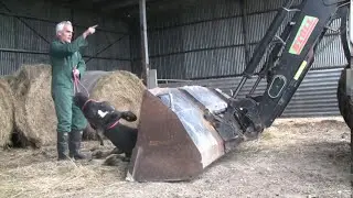 Moving the Down Cow | Down Cows Tutorial | Dairy Animal Health
