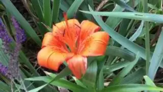 Orange Flowers are the Best! #orange #flowers #flowerpower