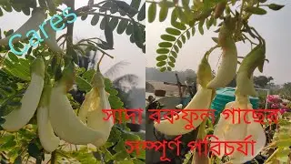 সাদা বকফুল গাছের সম্পূর্ণ পরিচর্যা। Bokful (Sesbania Grandiflora) Growing & Care Tips
