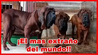 Esto sucede al mezclar RAZAS PODEROSAS &ndash; mast&iacute;n coreano