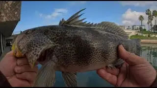 Spotted bay bass harvest - Fishing Newport harbor