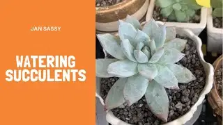 How to water stable succulents?