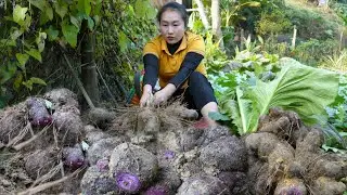 Purple Yam - gift from the land, sweetness from human hands and take them to the market sell.