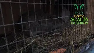 Bitro Gf bevoka efa hiteraka