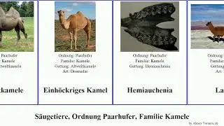 S&auml;ugetiere, Ordnung Paarhufer, Familie Kamele mammal Zweih&ouml;ckriges Dan Lamas Einh&ouml;ckriges Lebowitz