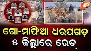 Major Crackdown on Cow Smuggling Mafia, Raids Across 5 Odisha Districts